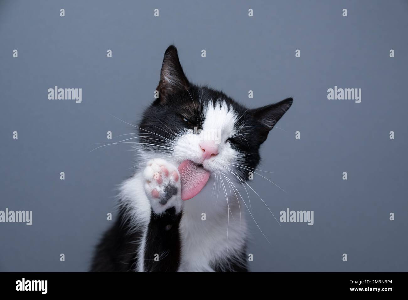 Tuxedo-Katze, die Porträt pflegt, Pfote auf grauem Hintergrund leckt, mit Kopierraum Stockfoto