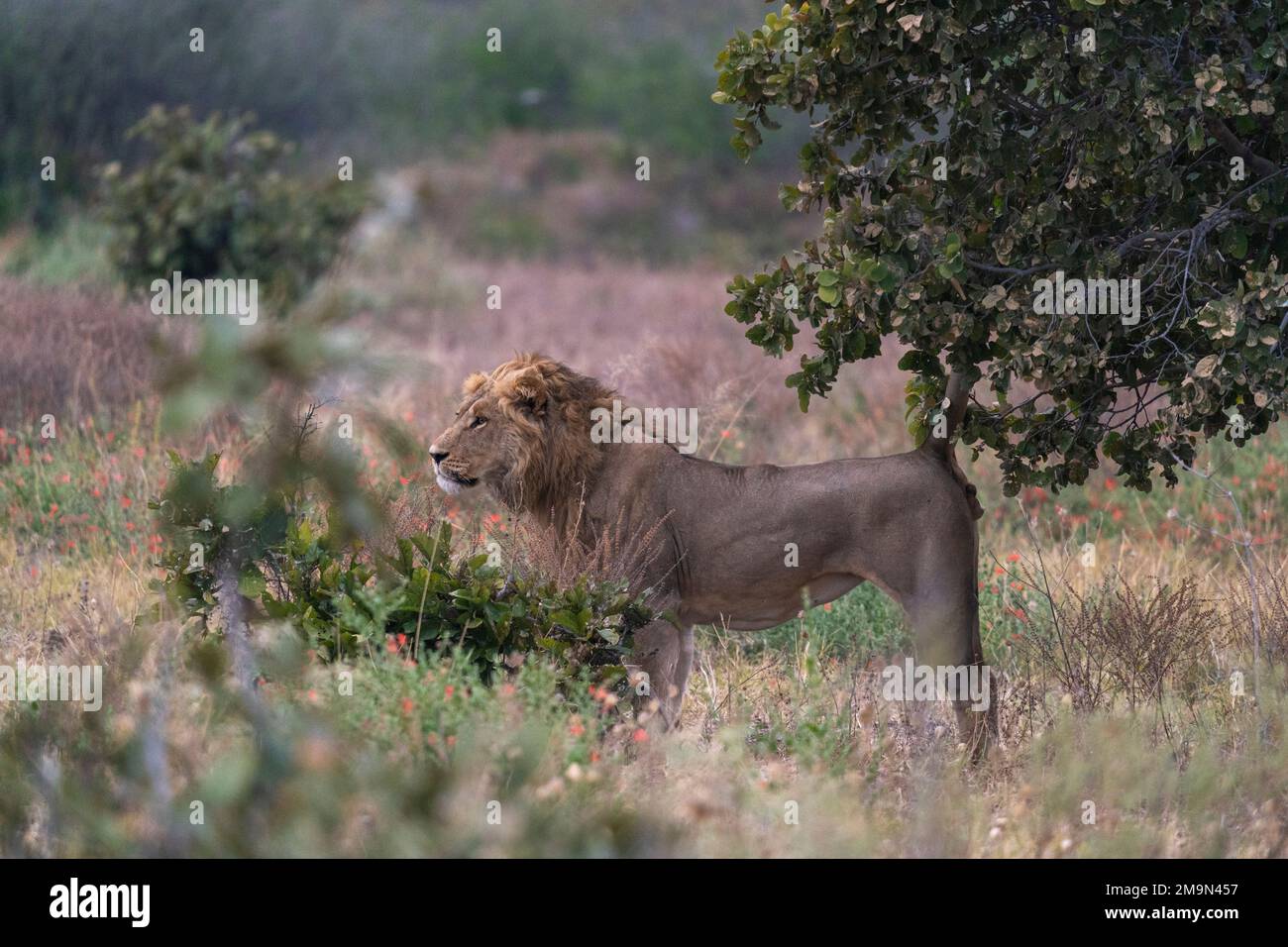Ein Löwe (Panthera leo), Savuti, Chobe-Nationalpark, Botsuana. Stockfoto