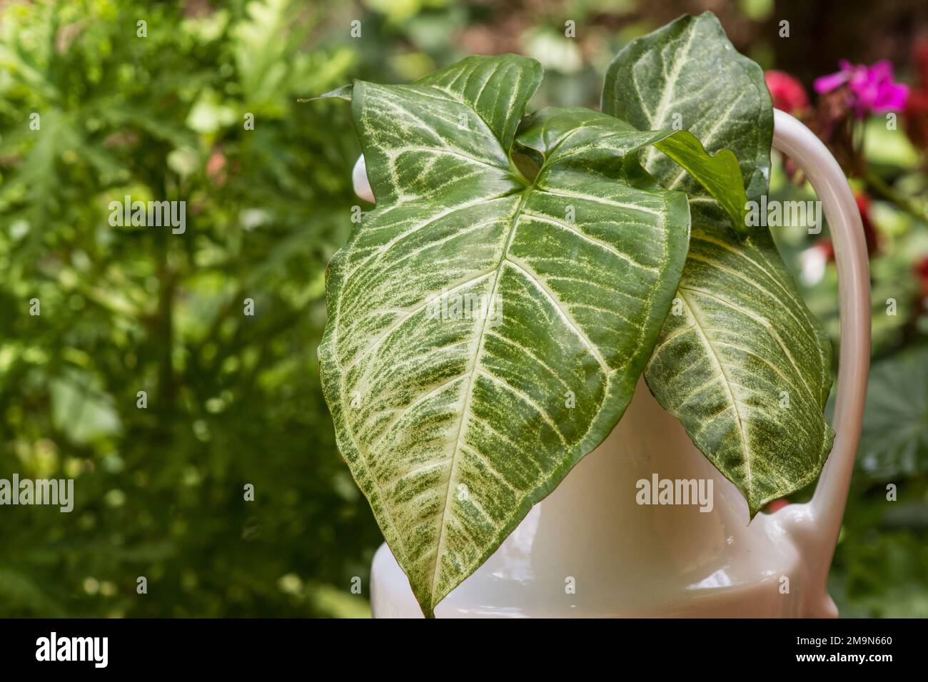 Arrow-Head Vine (Syngonium podophyllum) in einer Vase in einem Garten Stockfoto