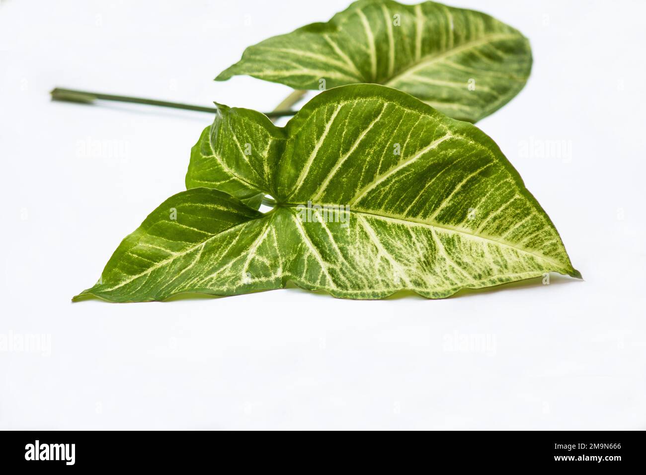 Arrowhead philodendro (Syngonium podophylum) auf weißem Hintergrund Stockfoto