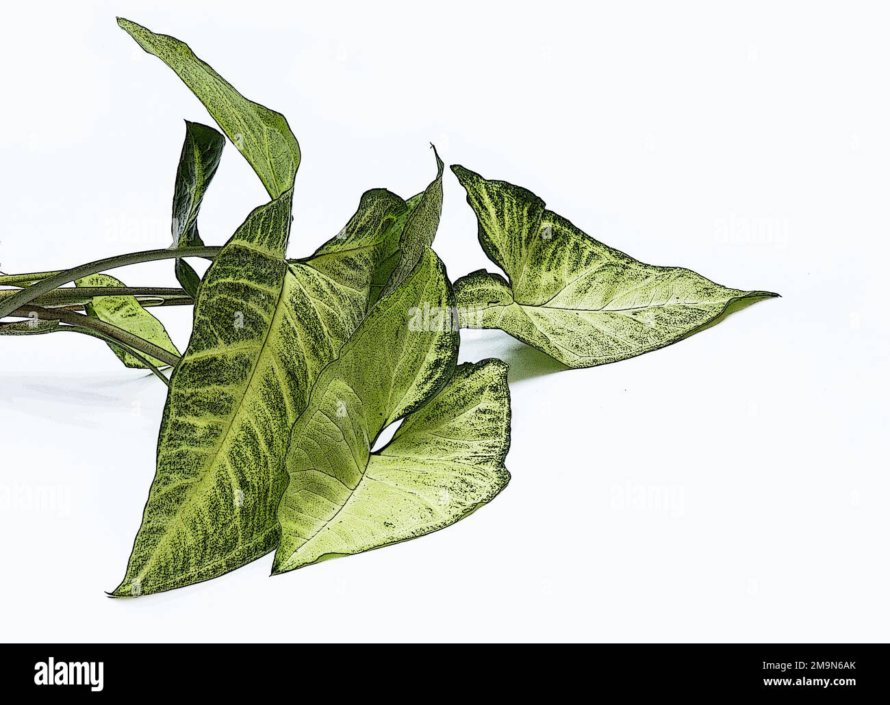 Arrowhead philodendro (Syngonium podophylum) auf weißem Hintergrund Stockfoto