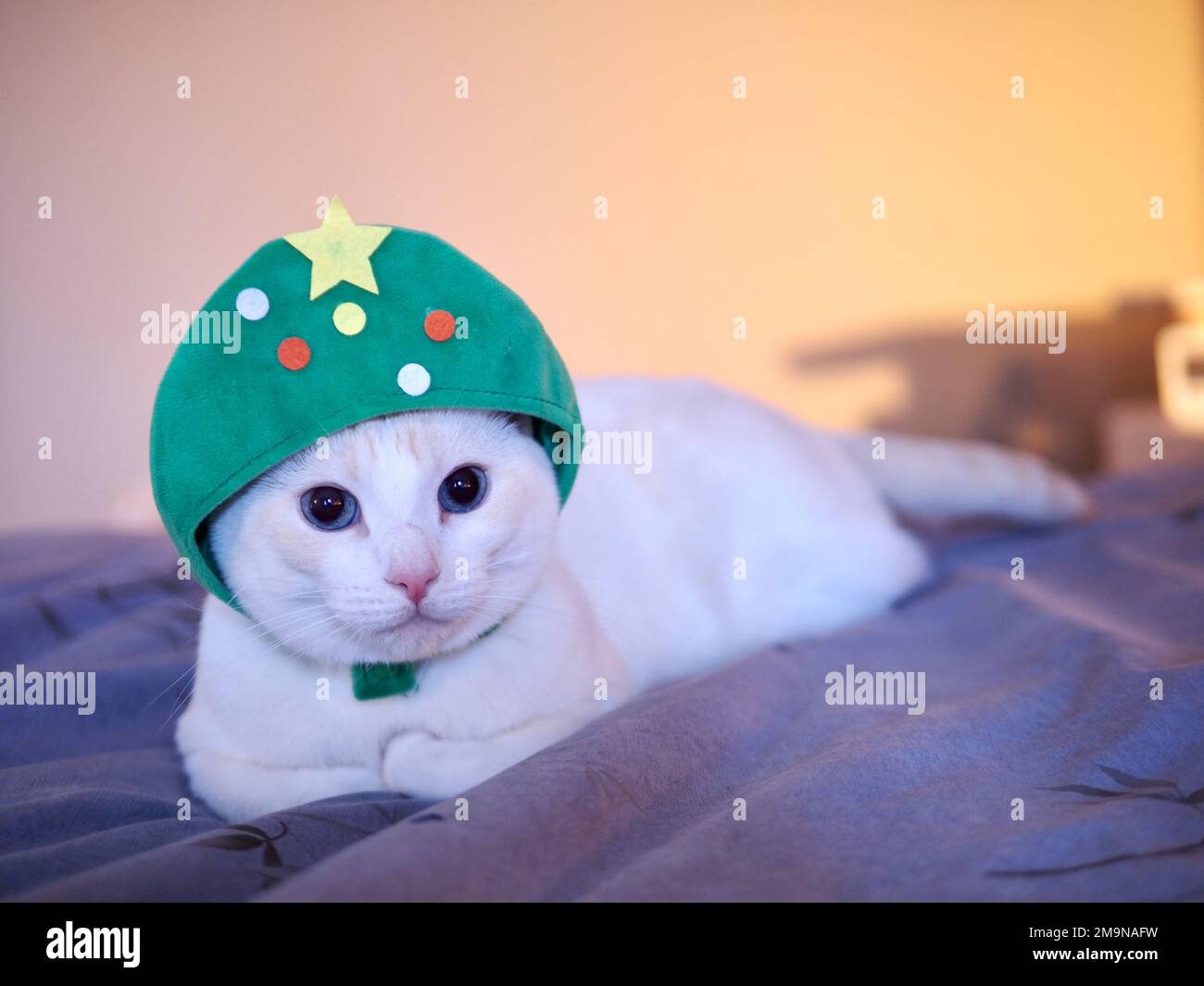 Mitzie Flamepoint Siamese in Weihnachtsbaumkostüm Stockfoto