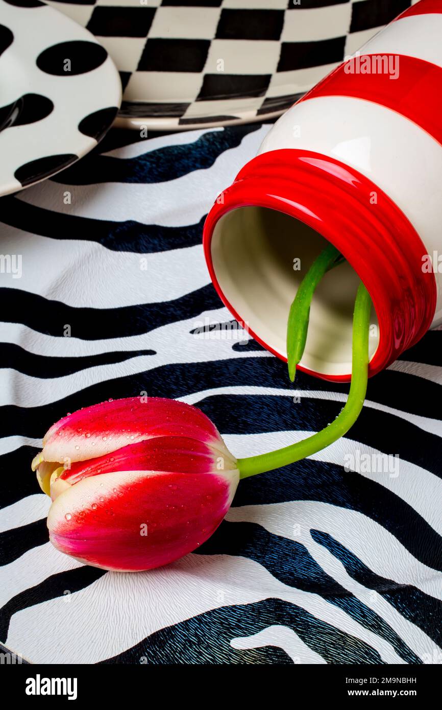 Rot-Weißer Becher Mit Roter Weißer Tulpe Stockfoto