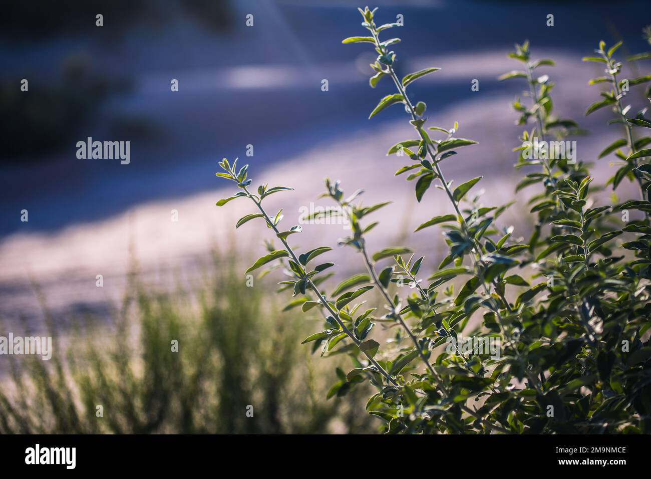 Grass Silhouette bei Sonnenuntergang Stockfoto