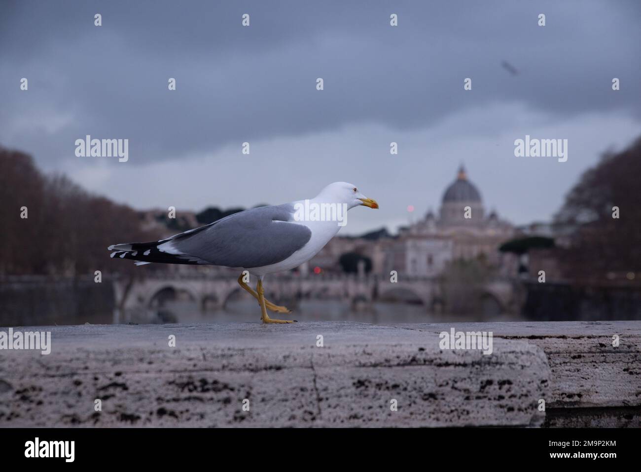 Rom, Italien. 18. Januar 2023. Seagull auf Ponte Umberto I in Rom (Foto: Matteo Nardone/Pacific Press/Sipa USA) Kredit: SIPA USA/Alamy Live News Stockfoto