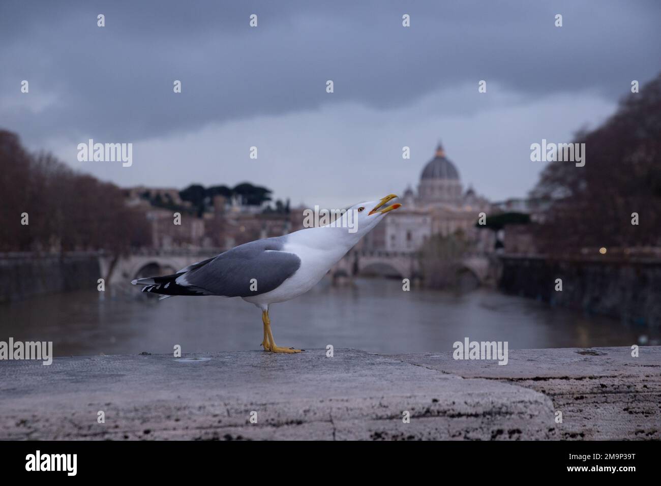 Rom, Italien. 18. Januar 2023. Seagull auf Ponte Umberto I in Rom (Foto: Matteo Nardone/Pacific Press/Sipa USA) Kredit: SIPA USA/Alamy Live News Stockfoto