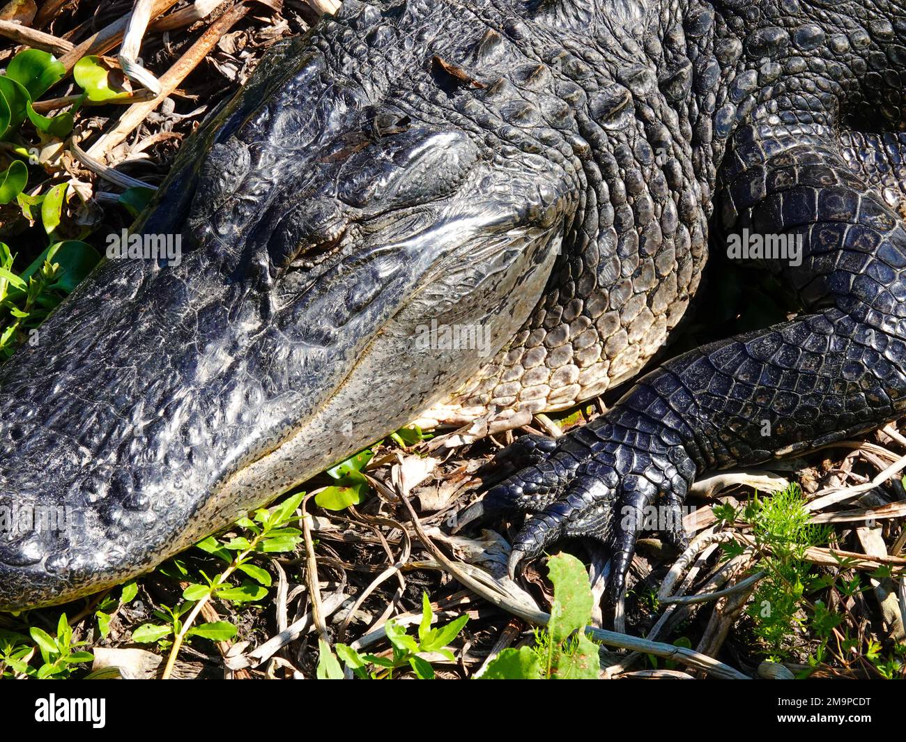 Nahaufnahme von Kopf und linkem Bein, Krallen, eines erwachsenen amerikanischen Alligators in freier Wildbahn, in seinem natürlichen Lebensraum, Alachua County, North Central Florida, USA. Stockfoto