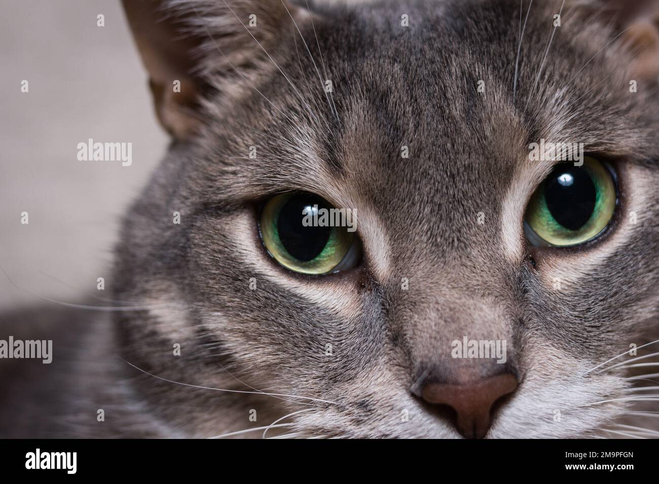 Katzenporträt Haustier, russische blaue Rasse, ein Tier, ruhig, schön, süß,  wollig, zickig, mit großen Augen, mit grünen Augen, mit großen Ohren, Kopf,  Blick in die Kamera, Konzeptporträt einer Katze Stockfotografie - Alamy