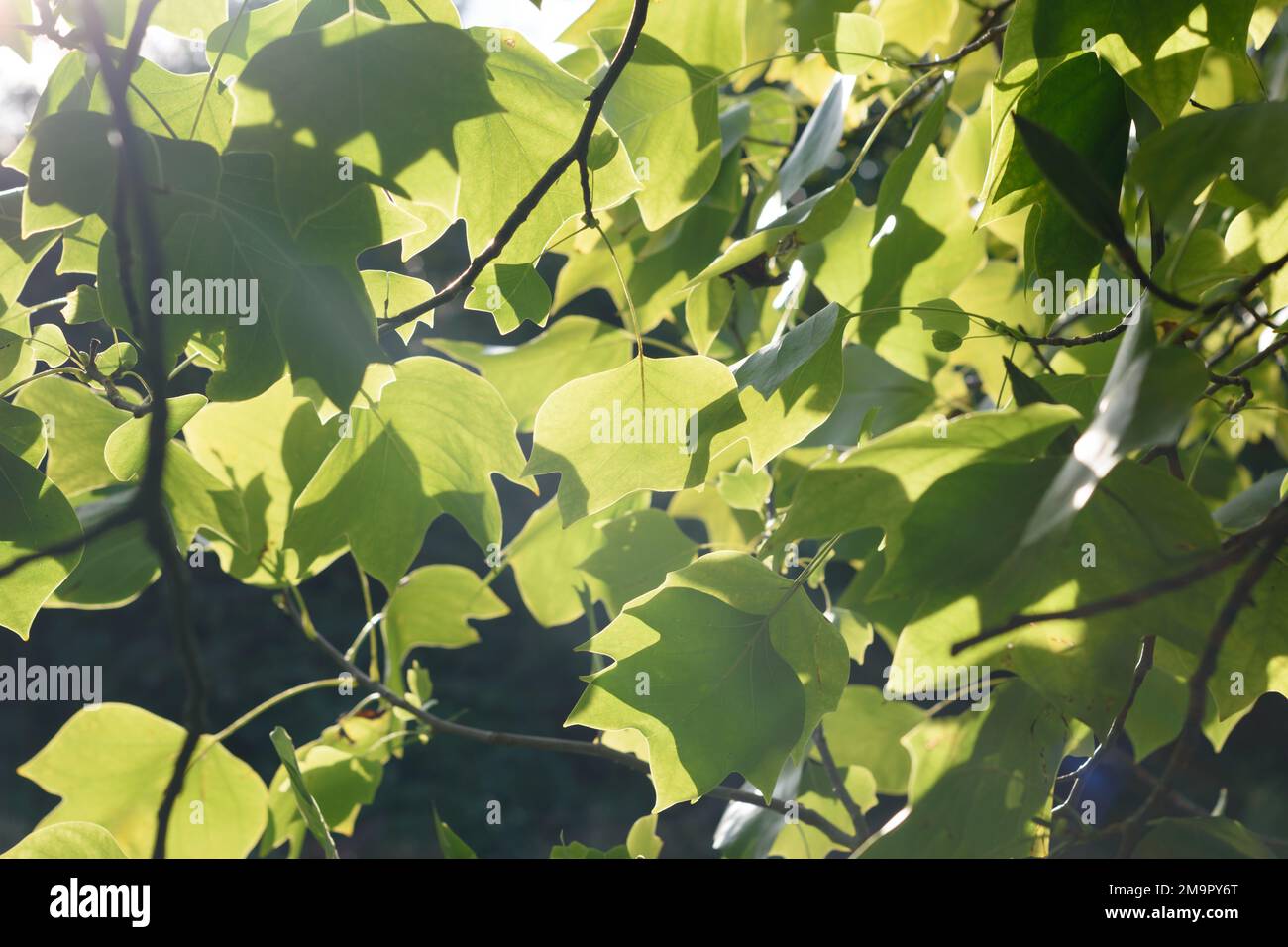 Frühlingslaub mit Hintergrundbeleuchtung und Sonnenschein auf dem Hintergrund der Blattstruktur. Schöner natürlicher Blatthintergrund mit Platz für Text. Selektiv Stockfoto