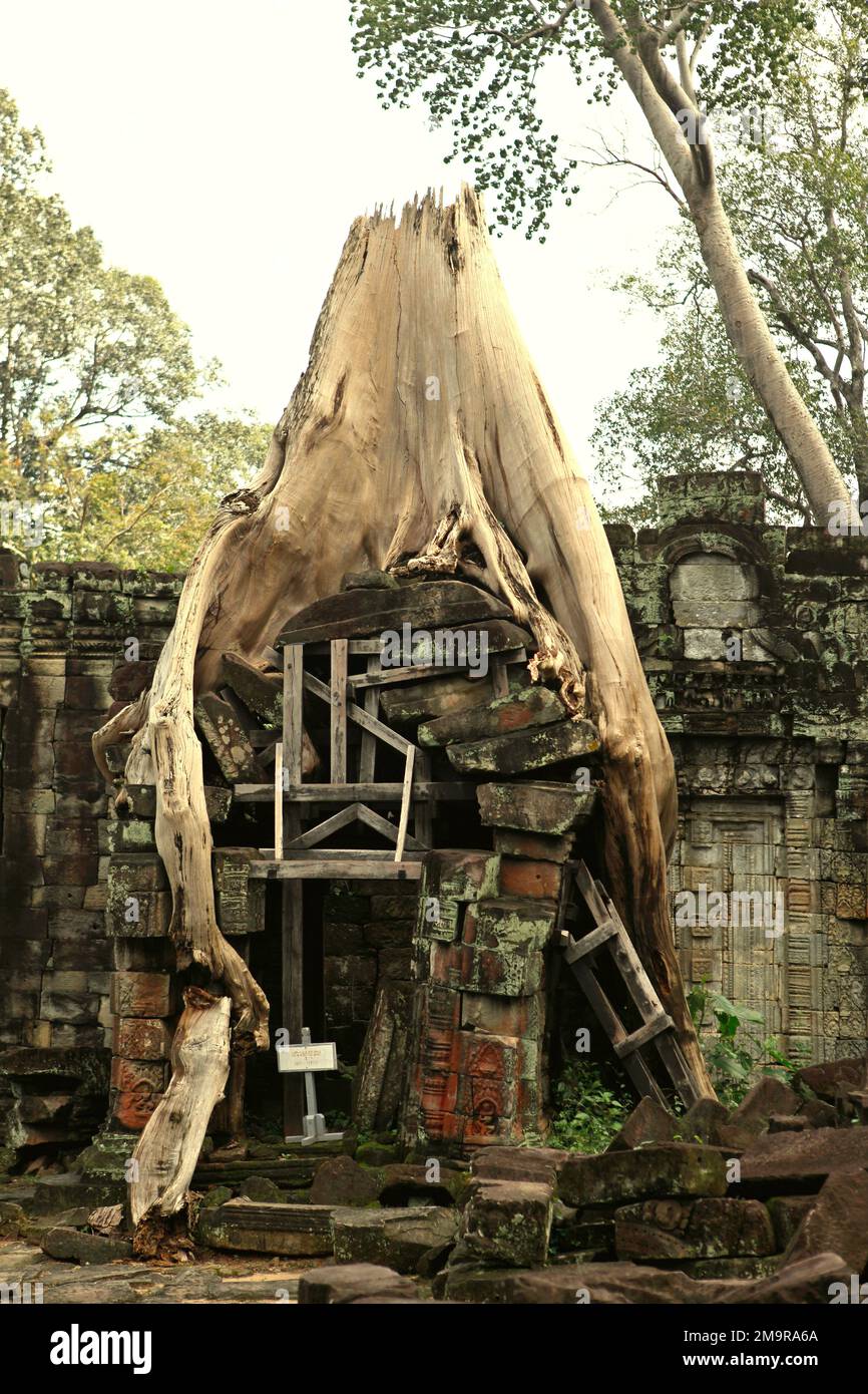 Die Überreste eines riesigen Baumes mit seinen Wurzeln wachsen tief in die Mauer des Preah Khan Tempels in Siem Reap, Kambodscha. Stockfoto