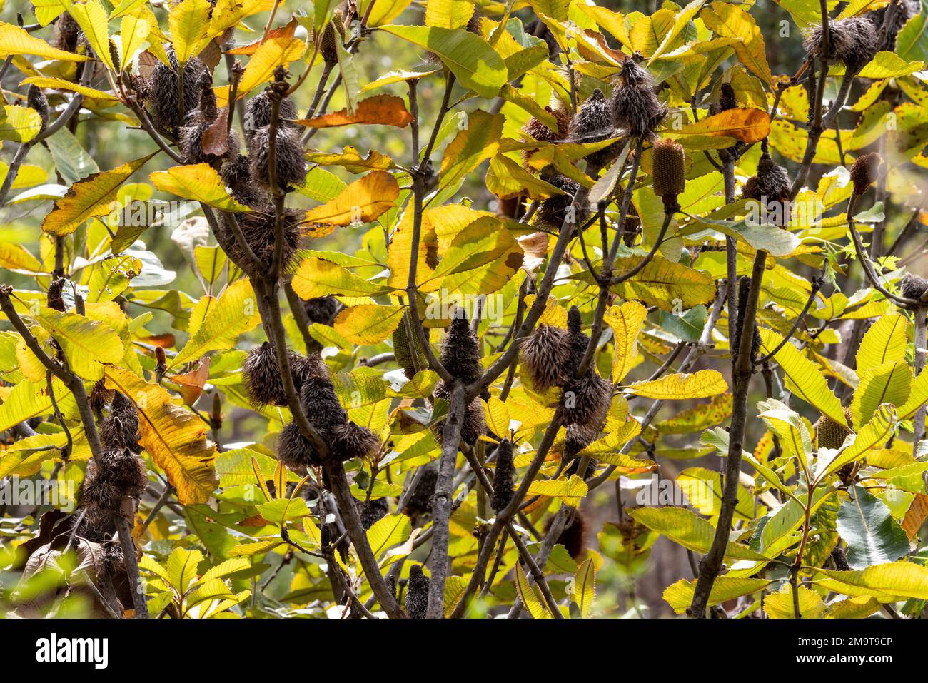 Australian Swamp Banksia mit Hintergrundbeleuchtung Stockfoto