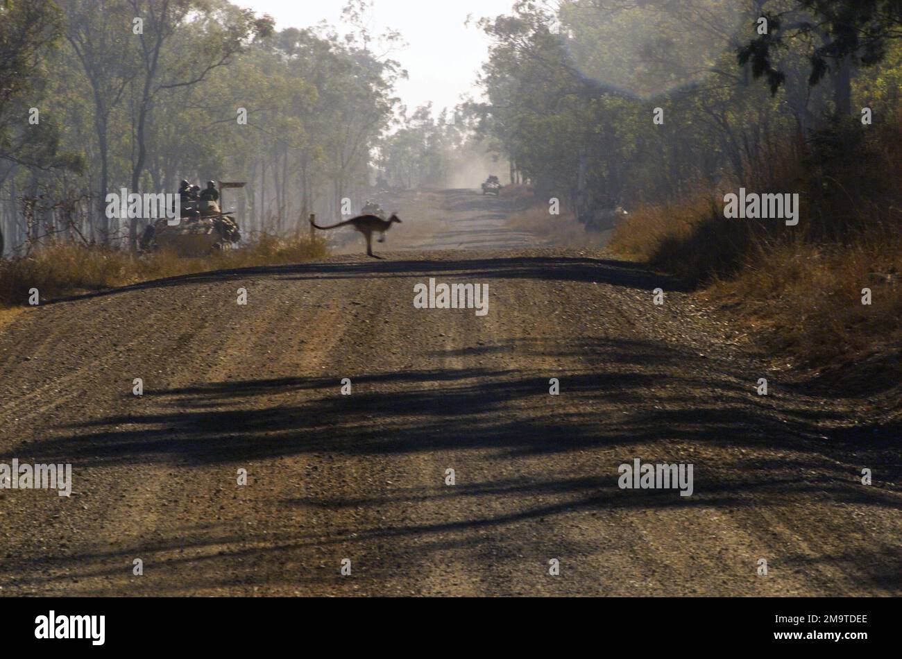 Ein Känguru macht eine Pause auf der anderen Straßenseite, vorbei an einem leichten gepanzerten Fahrzeug des US Marine Corps (USMC)-25 (LAV-25), vom Echo Company 2. Battalion, 3. Marine Regiment (2/3) während der Übungsübung KROKODIL 2003 im Shoalwater Bay Training Area, Australien. Betreff Operation/Serie: KROKODIL 2003 Basis: Camp Samuel Hill Staat: Queensland Land: Australien (AUS) Stockfoto