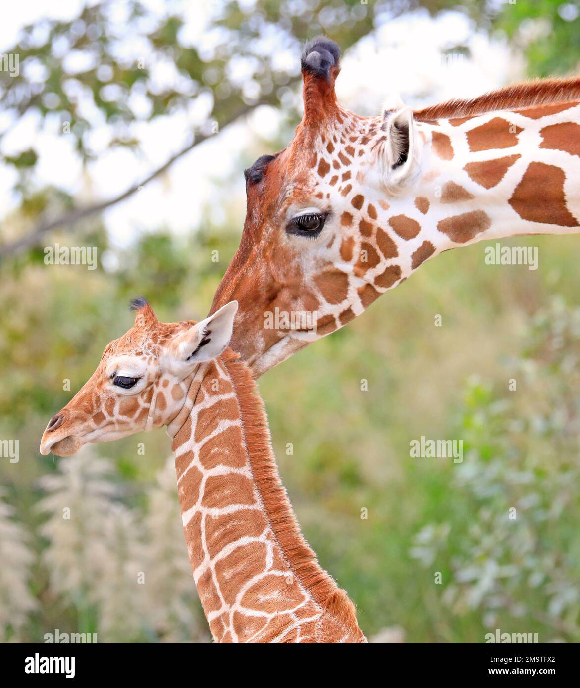 Mutter Giraffe kümmert sich um ihr kleines Junges aus der Nähe Stockfoto