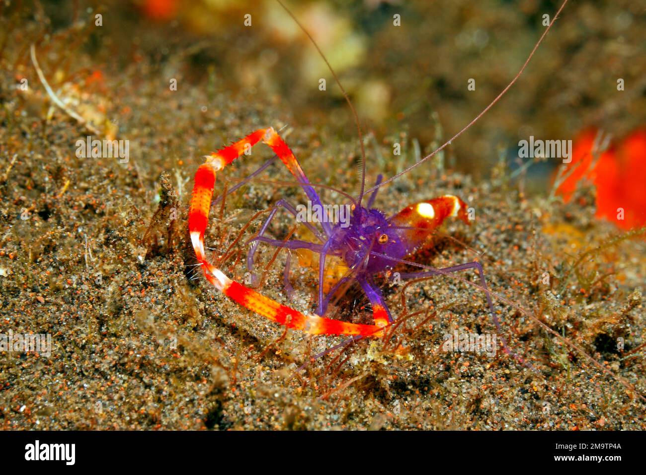 Blue Boxer Shrimp oder Violet Banded Coral Shrimp, Stenopus tenuirostris. Tulamben, Bali, Indonesien Stockfoto