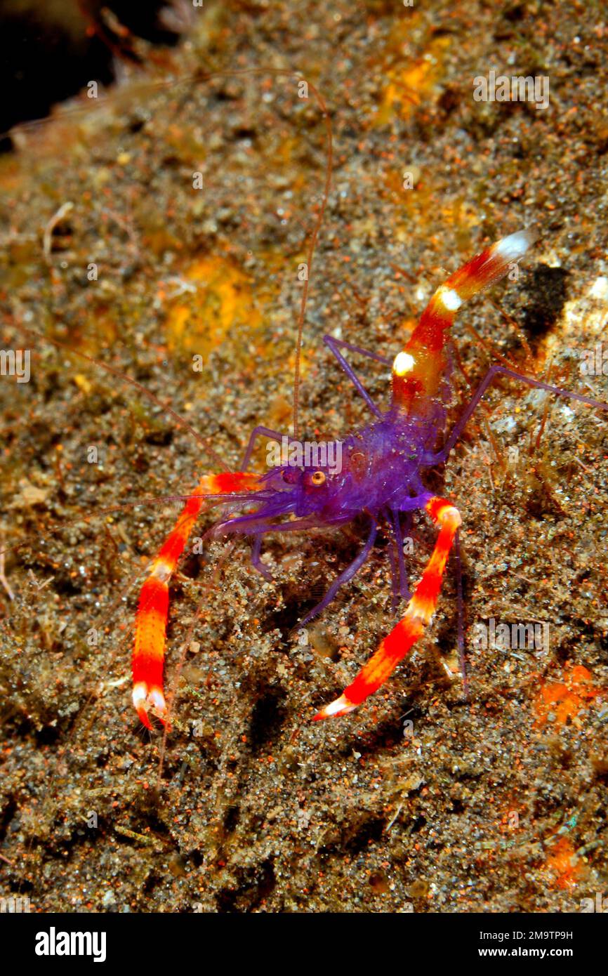 Blue Boxer Shrimp oder Violet Banded Coral Shrimp, Stenopus tenuirostris. Tulamben, Bali, Indonesien Stockfoto