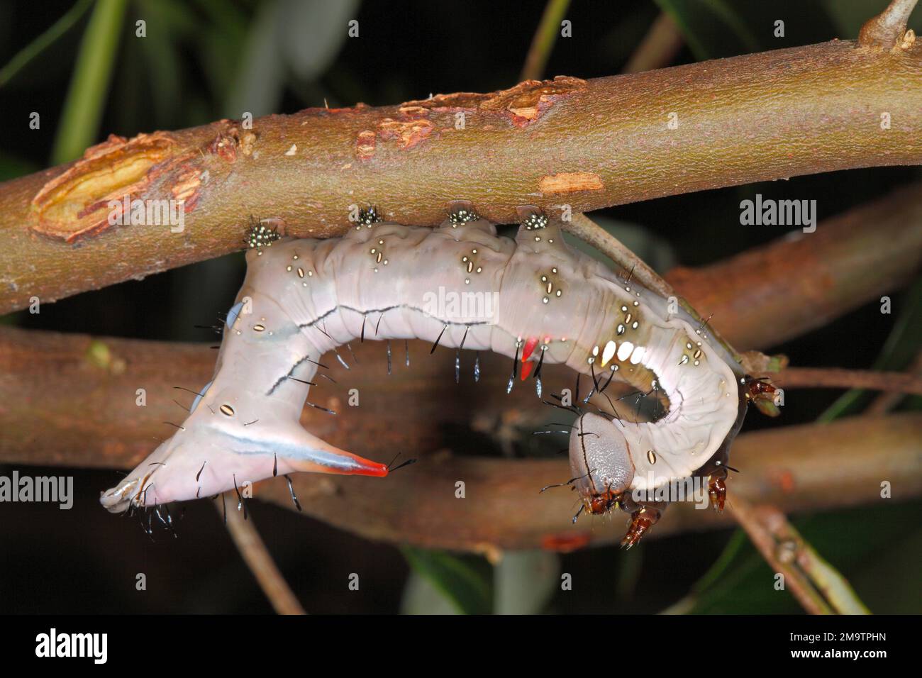 Wattle Notodontid Moth Caterpillar, Neola semiaurata. Den Kopf zeigen. Coffs Harbour, NSW, Australien Stockfoto