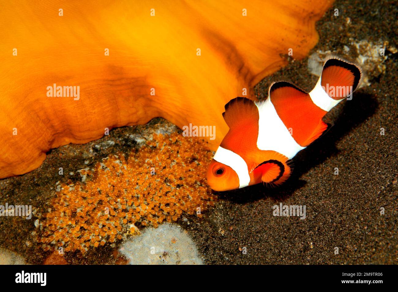 Clown Anemonefish Amphiprion ocellaris tendenziell Eier gelegt an der Basis des Wirtes herrlichen Anemone, Heteractis magnifica. Tulamben, Bali, Indonesien. Stockfoto