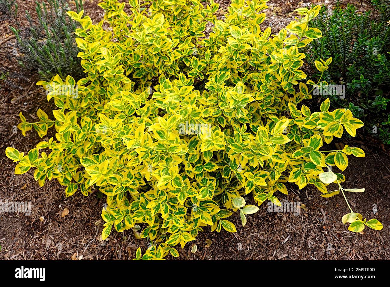 "Emerald 'n' Gold' Wintercreeper (Euonymus fortunei), B.C., Kanada. Stockfoto