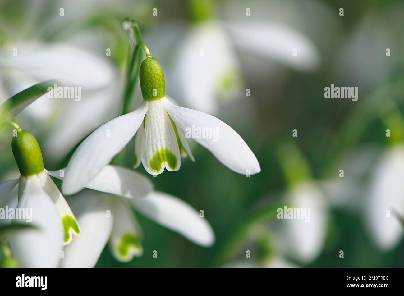Snowdrop (Galanthus) - Nahaufnahme - Kopierbereich. B.C., Kanada. Stockfoto