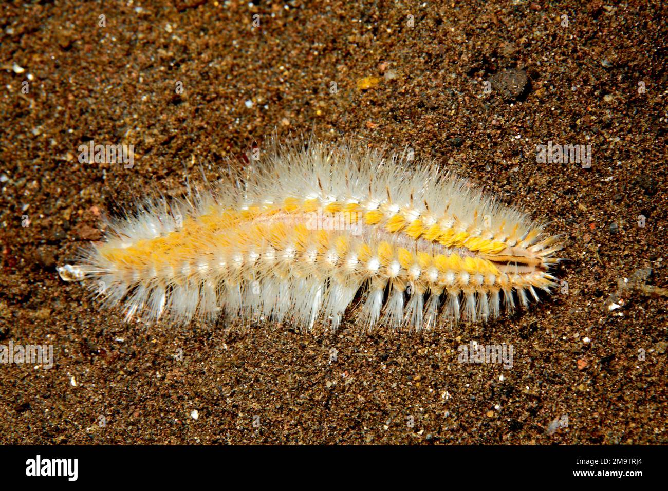 Borstle Worm oder Fireworm, Chloeia sp. Tulamben, Bali, Indonesien. Bali-Meer, Indischer Ozean Stockfoto