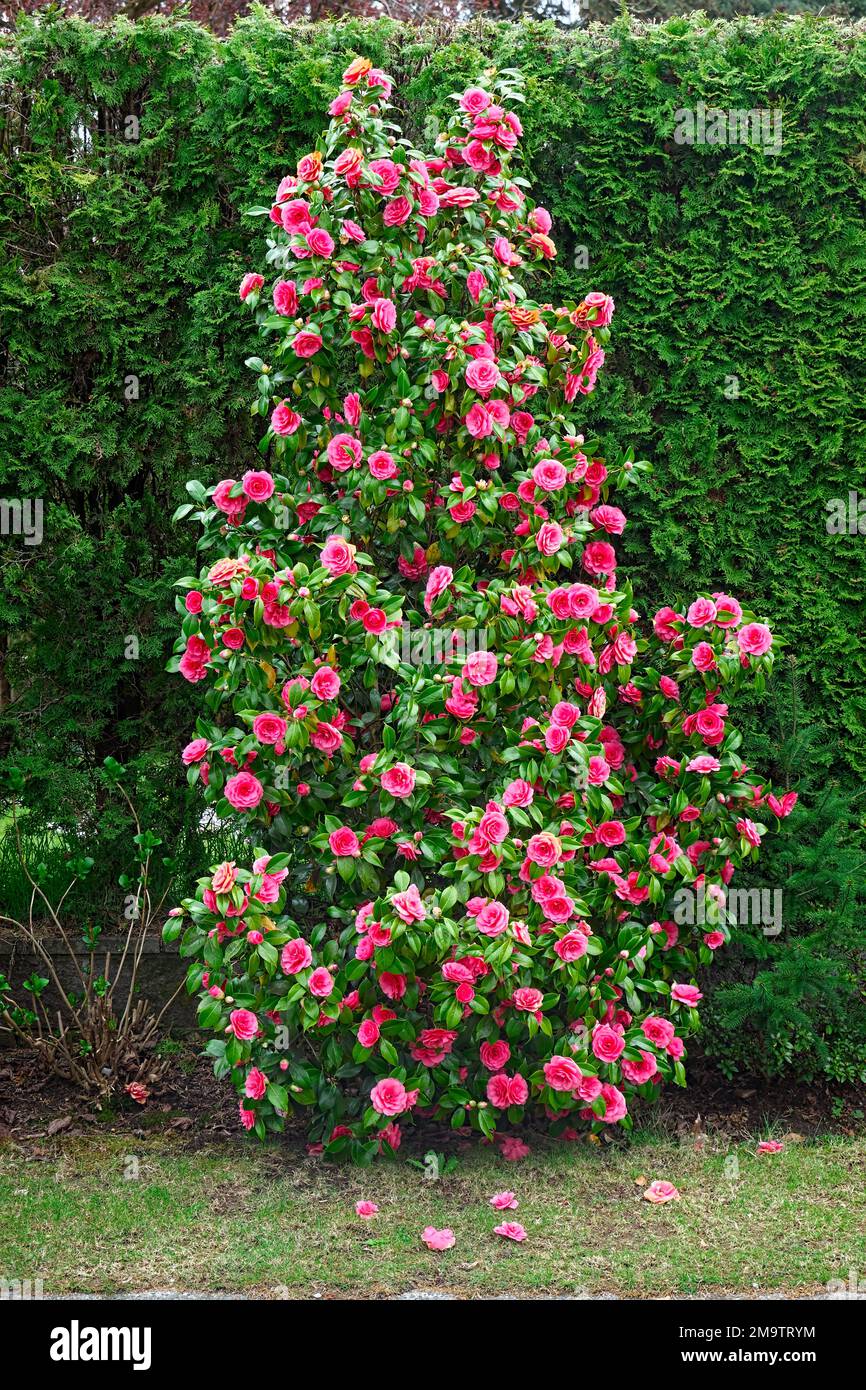 Kamelienbusch (Camellia japonica) - blüht im Frühling. Stockfoto