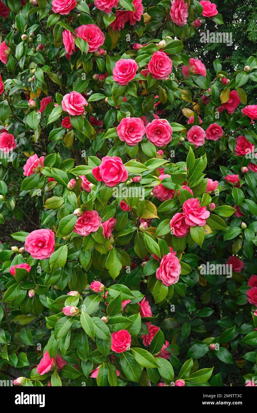 Rosa Blumen eines Kamelienbusches (Camellia japonica) - blühend im Frühling. Stockfoto