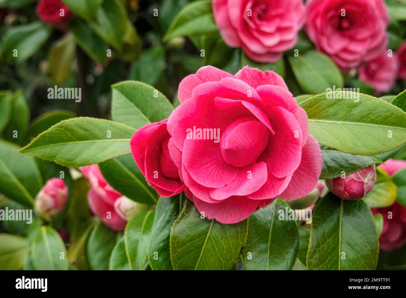 Nahaufnahme einer Kamellienblüte, die sich öffnet (Camellia japonica) - blüht im Frühling. Stockfoto