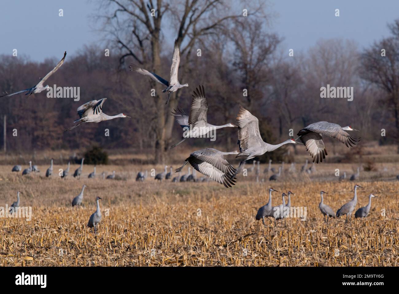 Sandhill Cranes fliegen während der Herbstwanderung über die Maisfelder von Indiana. Stockfoto