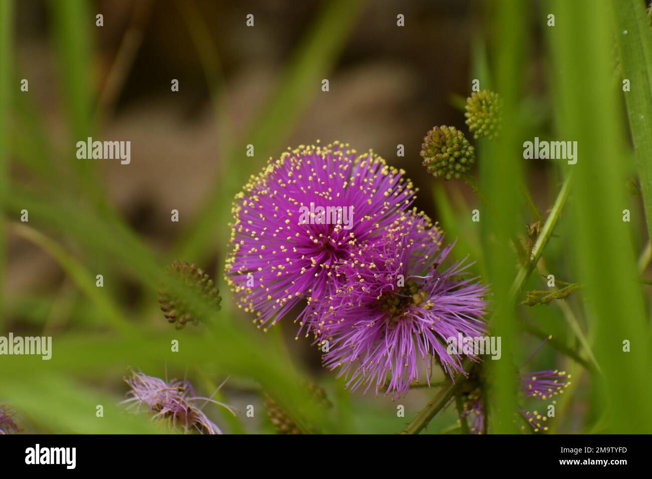 Rosa-Mimosa-Wurm-Augenblick mit hellgelben Pollenspitzen Stockfoto