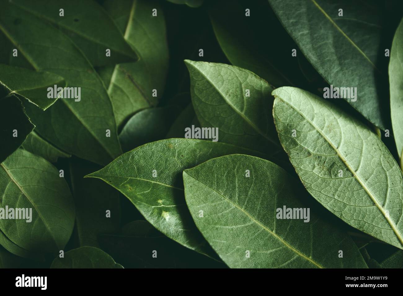 Nahaufnahme des Hintergrunds grüner Leaves. Daphne geht. Dunkles und stimmungsvolles Hintergrundkonzept mit Pflanzenblättern. Draufsicht. Selektiver Fokus Stockfoto