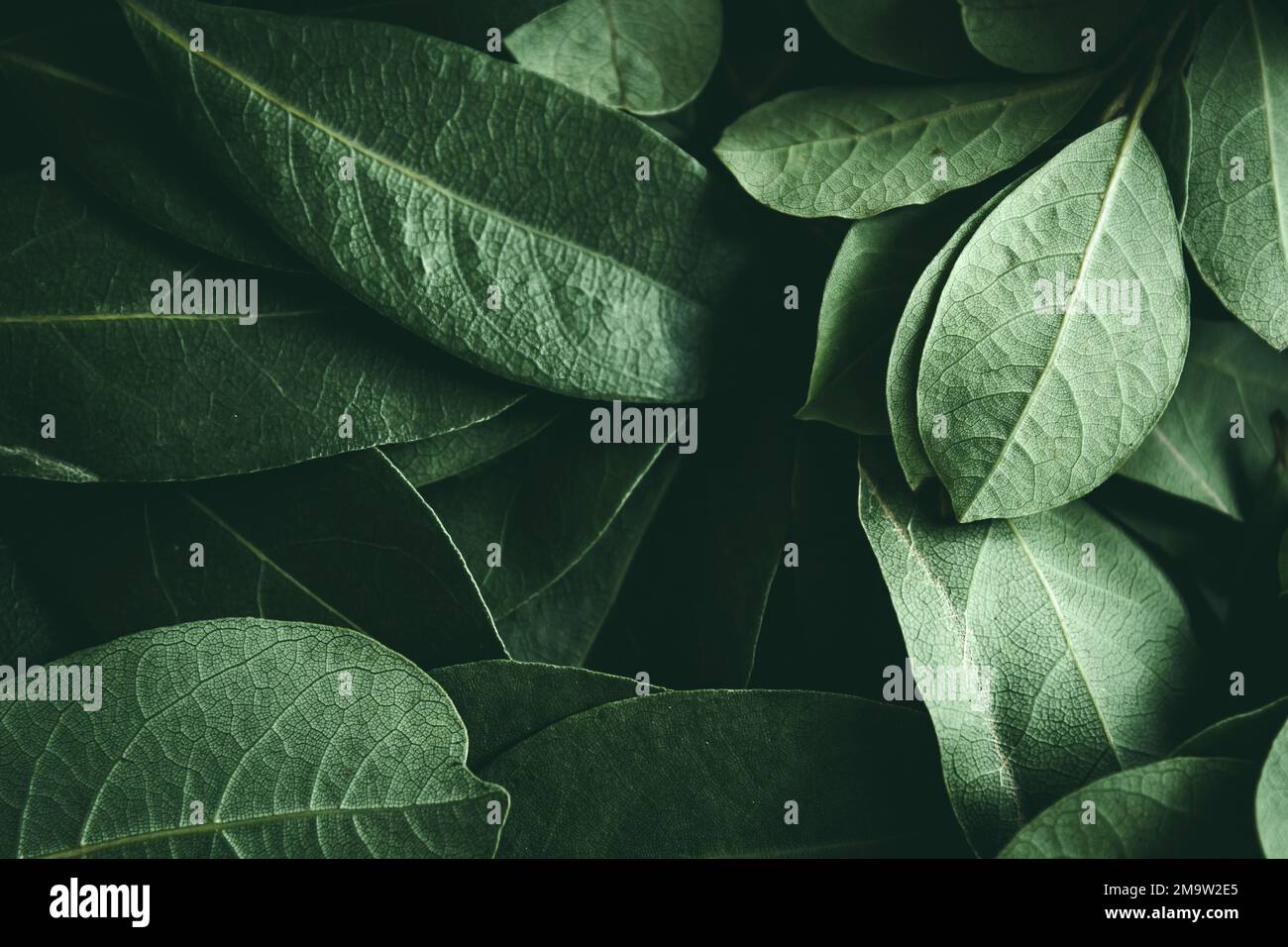 Nahaufnahme des Hintergrunds grüner Leaves. Daphne geht. Dunkles und stimmungsvolles Hintergrundkonzept mit Pflanzenblättern. Draufsicht. Selektiver Fokus Stockfoto