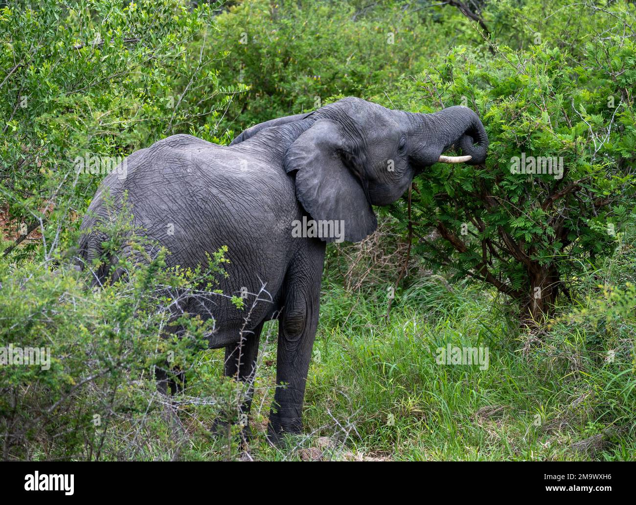 Ein junger erwachsener afrikanischer Elefant (Loxodonta africana). Kruger-Nationalpark, Südafrika. Stockfoto