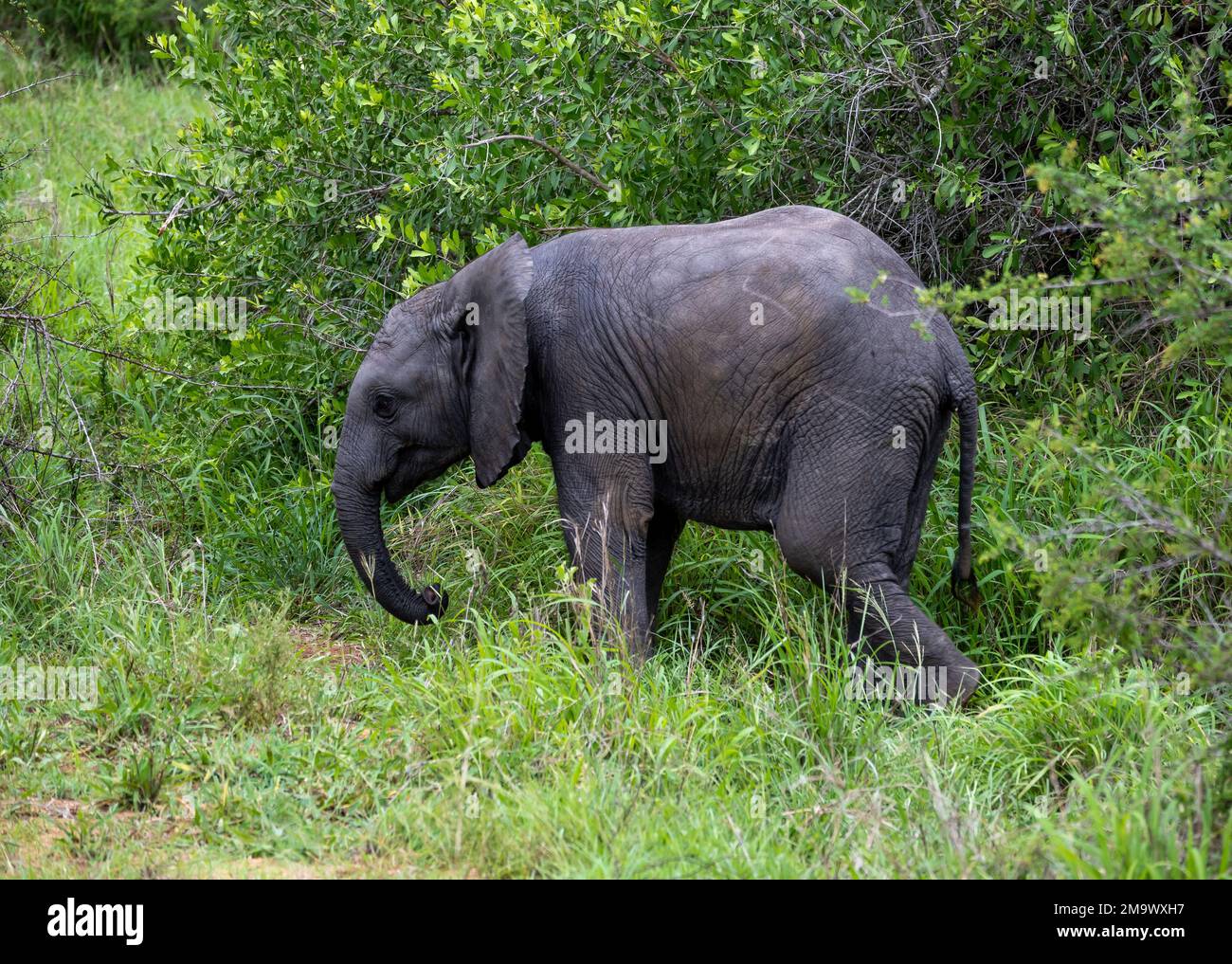 Ein afrikanischer Baby-Elefant (Loxodonta africana), der im Busch läuft. Kruger-Nationalpark, Südafrika. Stockfoto