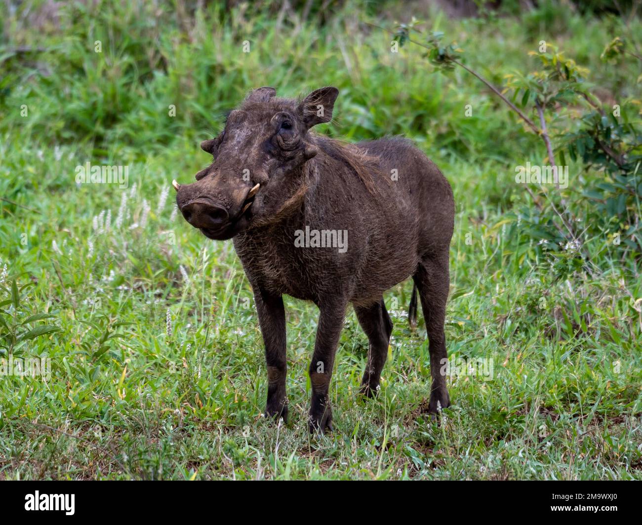 Ein gemeines Warzenschwein (Phacochoerus africanus), das auf Gras steht. Kruger-Nationalpark, Südafrika. Stockfoto