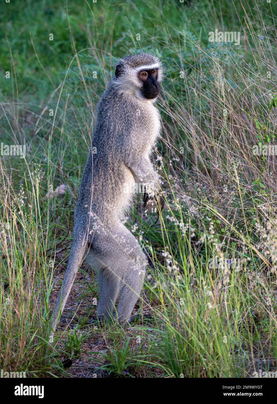 Ein im Gras stehender Vervet-Affe (Chlorocebus pygerythrus). Kruger-Nationalpark, Südafrika. Stockfoto