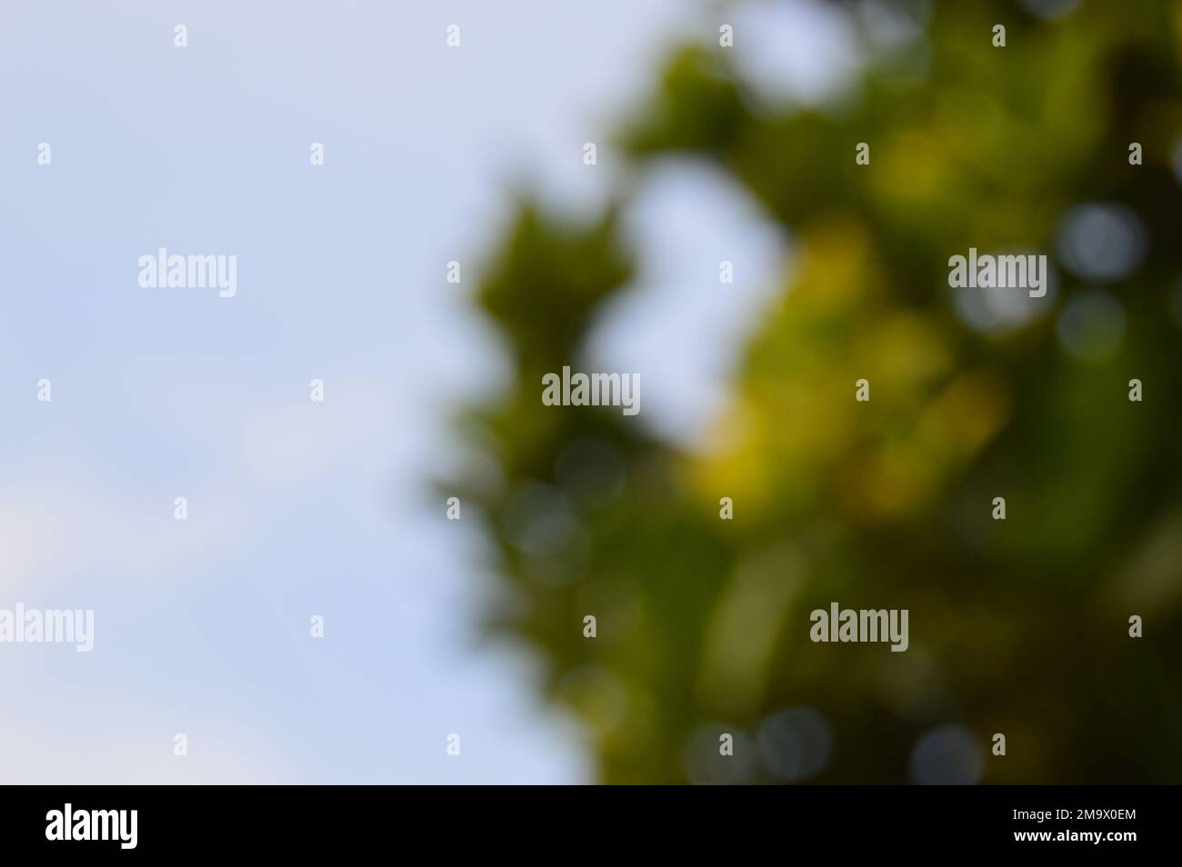 Unscharfes Bild von grünen Blättern auf einem Baum. Geeignet für Hintergründe. Stockfoto