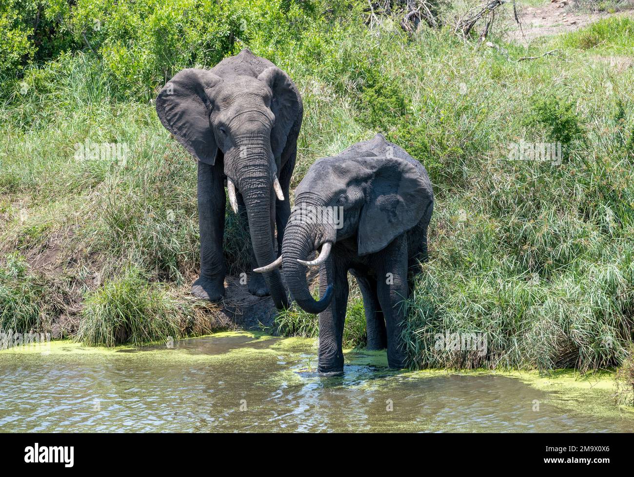 Zwei afrikanische Elefanten (Loxodonta africana), die an einem Wasserloch trinken. Kruger-Nationalpark, Südafrika. Stockfoto
