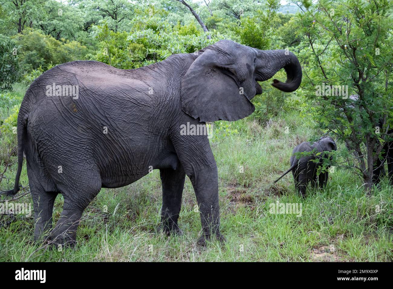 Afrikanischer Elefant (Loxodonta africana), weiblich mit im Busch weidendem Kalb. Kruger-Nationalpark, Südafrika. Stockfoto