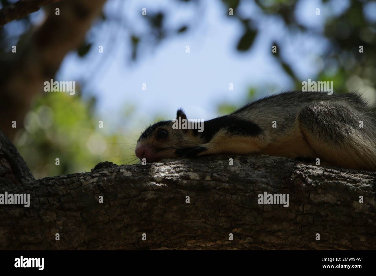 Riesenhörnchen und Sqirrele in Sri Lanka. Stockfoto