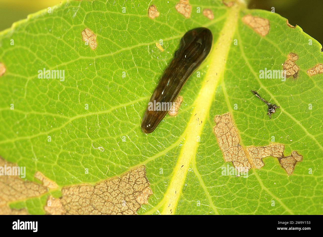 Kirschkuschelsägechen (Caliroa cerasi) Stockfoto