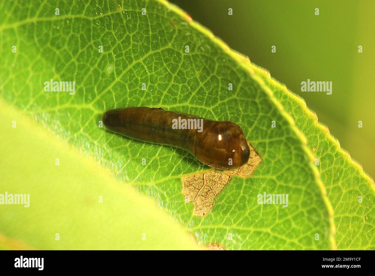 Kirschkuschelsägechen (Caliroa cerasi) Stockfoto