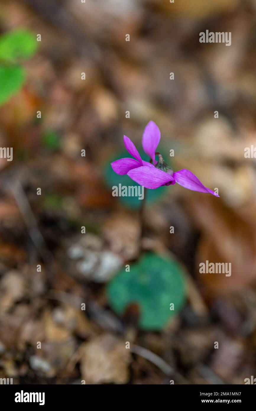 Cyclamen purpurascens Blüten wachsen im Wald, aus der Nähe Stockfoto