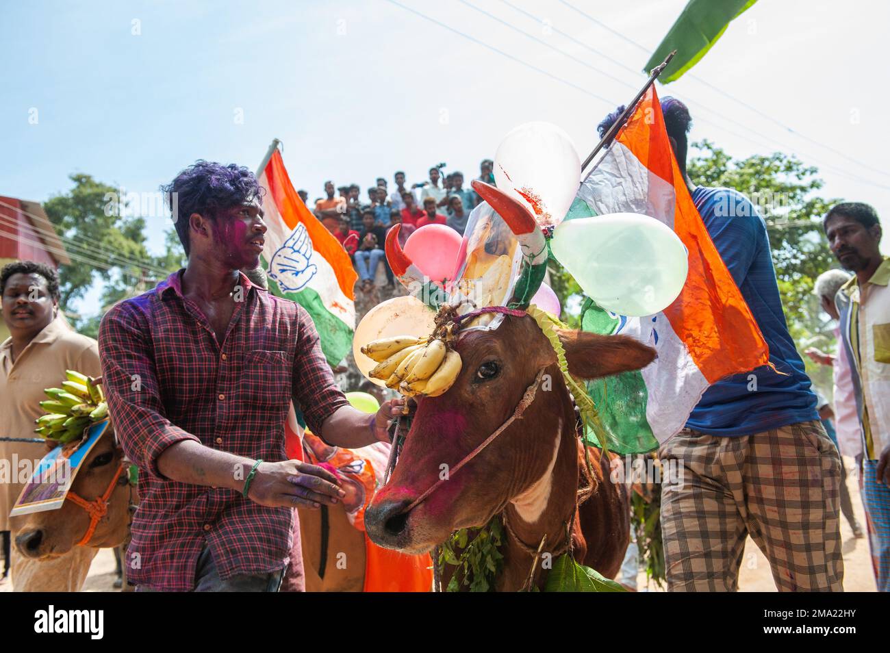 Kuilapalayam, Indien - 17. Januar 2023: Pongal Festival. Das Anziehen der Kühe vor der Parade und dem Rennen. Stockfoto