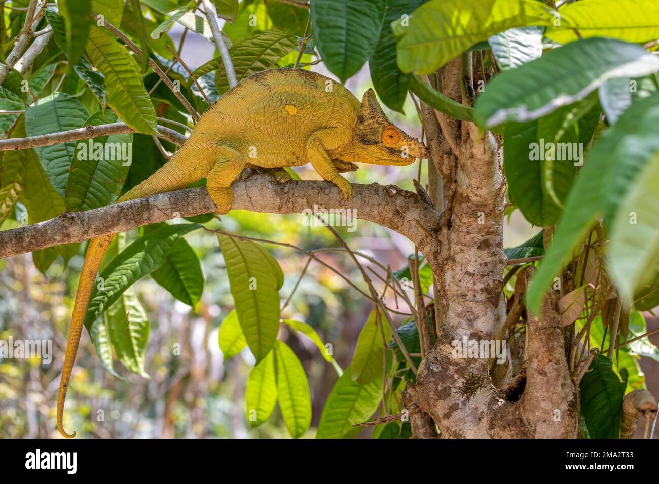 Parson Chamäleon (Calumma parsonii) ist eine große endemische Chamäleonart in der Familie Chamaeleonidae, männlich, die auf Bäume klettern. Reservieren Sie Peyrieras M. Stockfoto