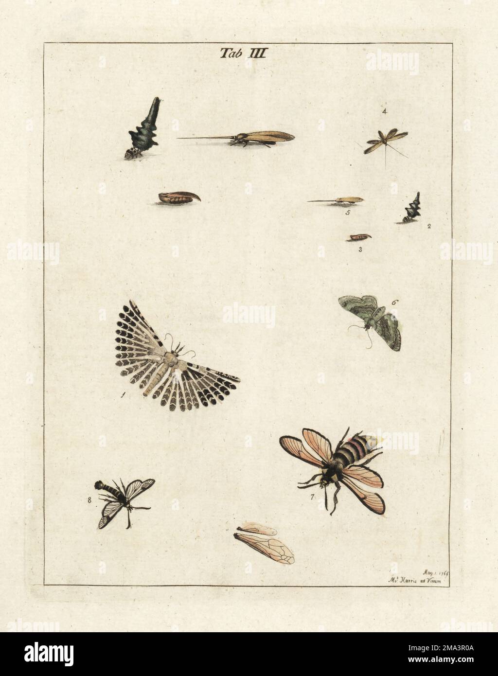 Twenty-Plume-Motte, Alucita hexadactyla 1, Speermotte, La Lance phalene 2-5, die Olivenmotte 6, Hornhautpausen, Sesia apiformis 7 und Bienenhawk-Motte mit breiter Grenze, Hemaris fuciformis 8. Handfarbene Prägung aus Kupferplatten, gezeichnet und graviert von Moses Harris aus seiner eigenen Ausstellung englischer Insekten, einschließlich der verschiedenen Klassen von Neuroptera, Hymenoptera, Diptera oder Bienen, Fliegen und Libellulae; White und Robson, London, 1782. Stockfoto