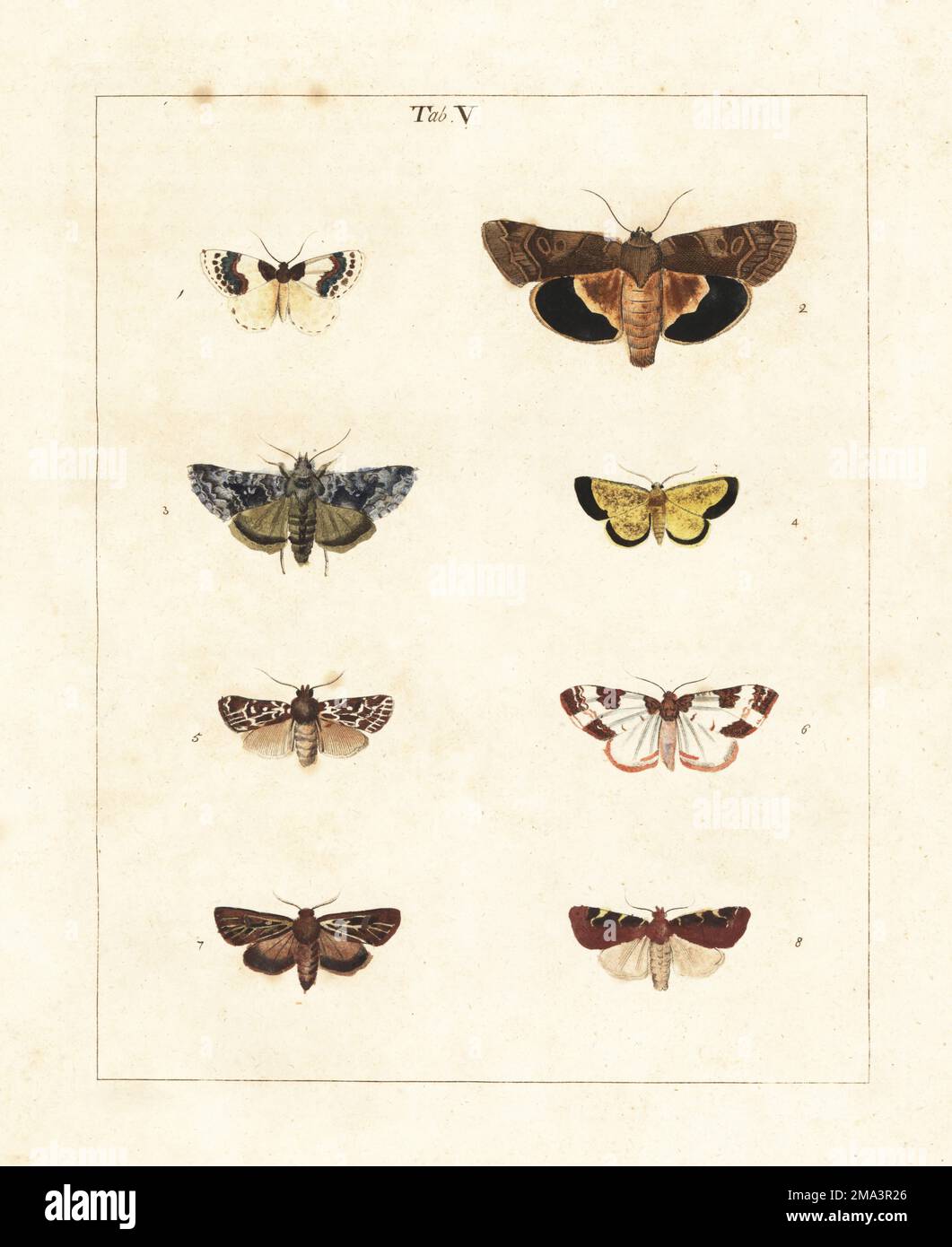 Blauer Teppich, Plemyria rubiginata 1,6 (als Clifden Beauty), breiter Rand gelber Unterflügel, Noctua Fimbriata 2, anders als Phalaena interrogationis (seltenes Silber Y, Syngrapha interrogationis) 3, matt gelb, Isturgia limbaria 4, unbenannter Mann 5, Geweih männlich, Cerapteryx graminis 7, Weißfleck-Ritzel, Cosmia diffinis 8. Handfarbene Prägung aus Kupferplatten, gezeichnet und graviert von Moses Harris aus seiner eigenen Ausstellung englischer Insekten, einschließlich der verschiedenen Klassen von Neuroptera, Hymenoptera, Diptera oder Bienen, Fliegen und Libellulae; White und Robson, London, 1782. Stockfoto