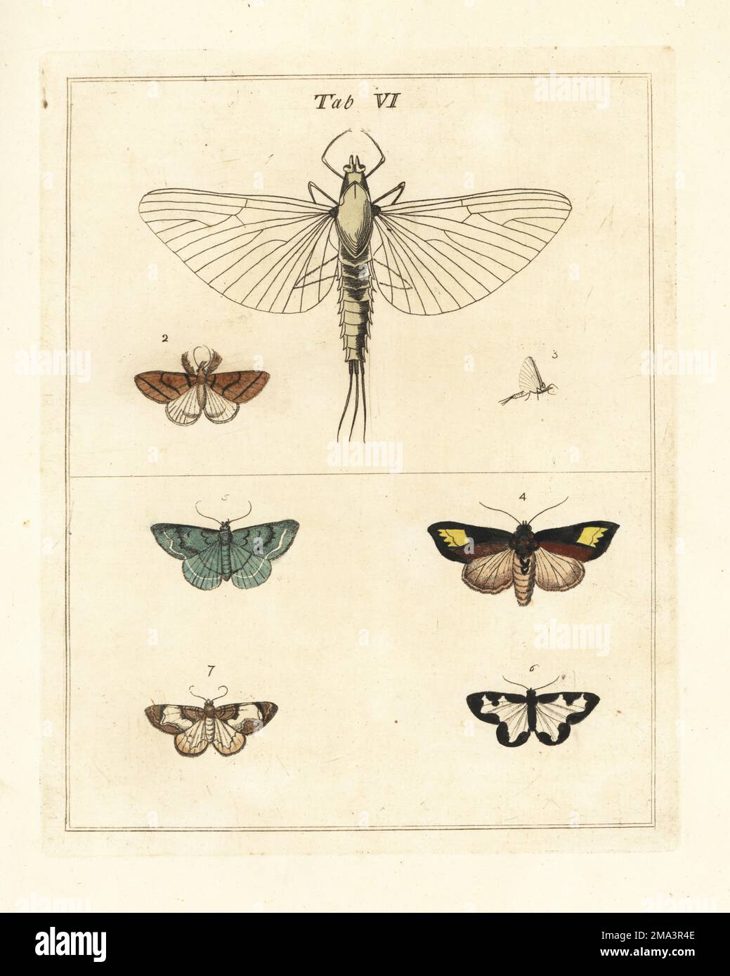 Durch das Mikroskop 1 vergrößerte Mayfly, Fanfußmoth oder Fanfußmoth, Herminia tarsipennalis 2, Mayfly 3, knappes brüniertes Messing, Diachrysia chryson 4, Grüner Teppich, Colostygia pectinataria 5, trübe Grenze, Lomaspilis marginata 6 und Streamer, Anticlea derivata 7. Handfarbene Prägung aus Kupferplatten, gezeichnet und graviert von Moses Harris aus seiner eigenen Ausstellung englischer Insekten, einschließlich der verschiedenen Klassen von Neuroptera, Hymenoptera, Diptera oder Bienen, Fliegen und Libellulae; White und Robson, London, 1782. Stockfoto