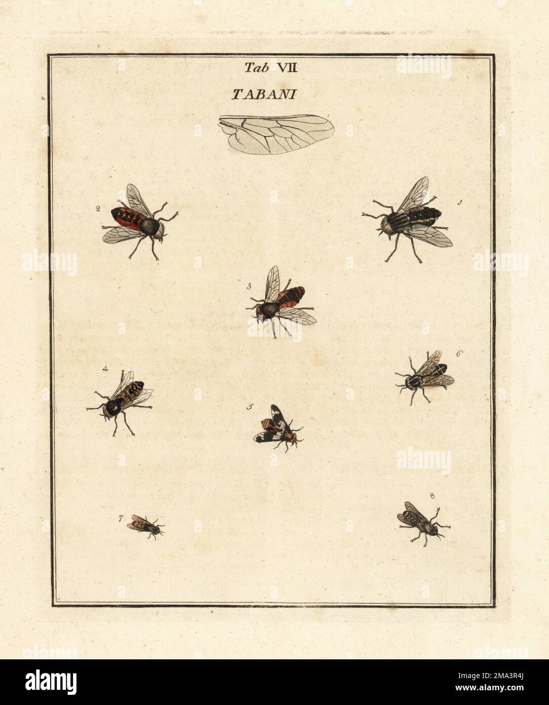 Blasses Riesenpferd, Tabanus bovinus 1, Hybomitra tropica 2, Atylotus fulvus 3, großes Sumpfpferd, Tabanus autumnalis 4, gespaltene Hirschfliege, Chrysops caecutiens 5, 6, 7, Und gewöhnliche Pferdefliege, Haematopota pluvialis 8. Diptera. Tabani. Handfarbene Prägung aus Kupferplatten, gezeichnet und graviert von Moses Harris aus seiner eigenen Ausstellung englischer Insekten, einschließlich der verschiedenen Klassen von Neuroptera, Hymenoptera, Diptera oder Bienen, Fliegen und Libellulae; White und Robson, London, 1782. Stockfoto