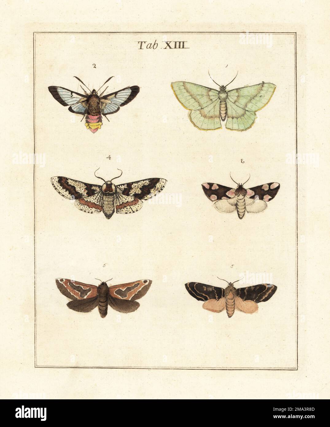 Großer Smaragd, Geometra papilionaria 1, Bienenhawk-Motte mit breitem Rand, Hemaris fuciformis 2, Pfirsichblüte, Thyatira Batis 3, Eiche Beauty, Biston Strataria 4, dunkel prominent, Notodonta Torva 5, Und gewöhnlicher Schnappschuss, Korscheltellus lupulina 6. Handfarbene Prägung aus Kupferplatten, gezeichnet und graviert von Moses Harris aus seiner eigenen Ausstellung englischer Insekten, einschließlich der verschiedenen Klassen von Neuroptera, Hymenoptera, Diptera oder Bienen, Fliegen und Libellulae; White und Robson, London, 1782. Stockfoto