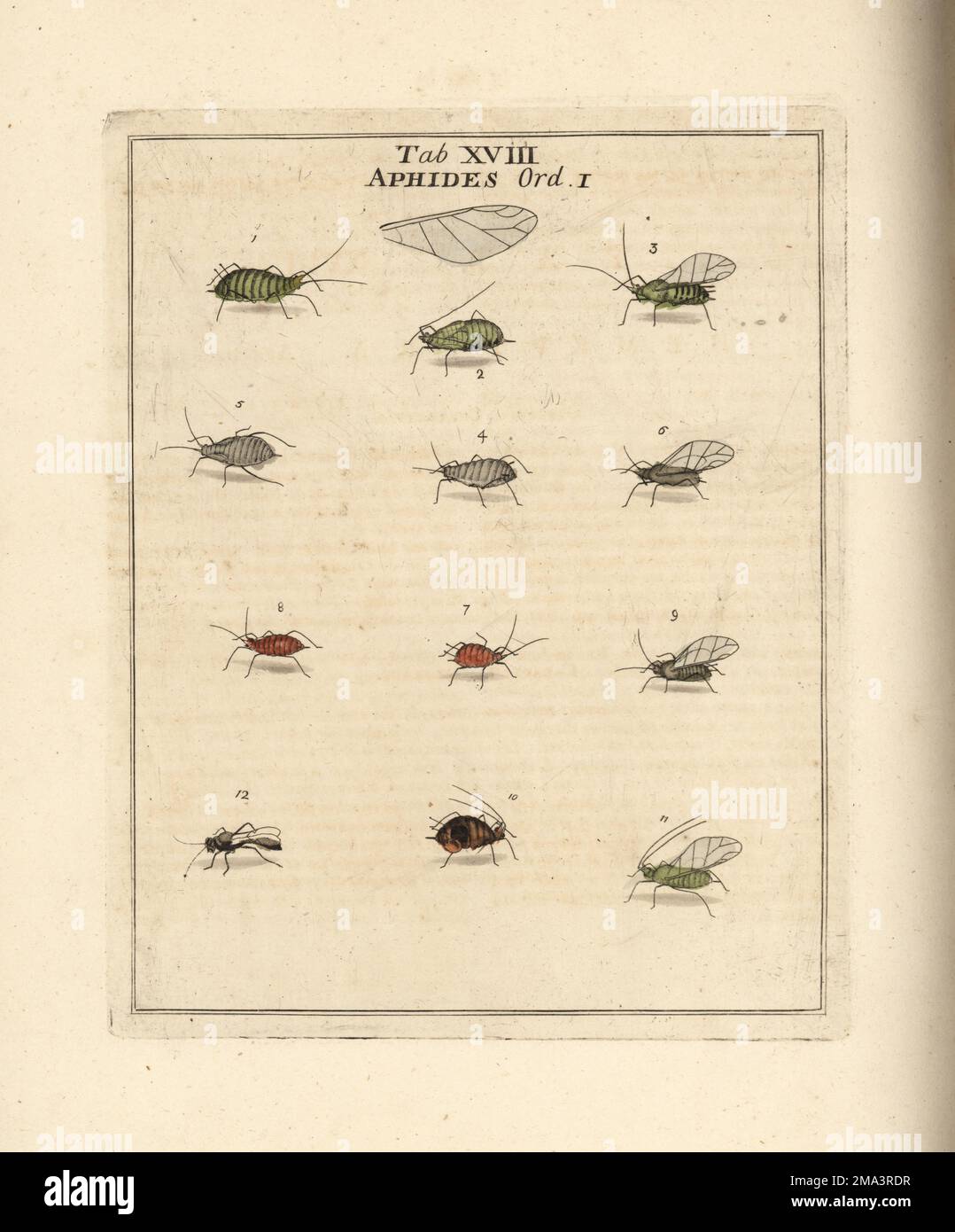 Rosenblüten, Aphis rosa-suaveolens, 1-3, Kohlblüten, Brevicoryne brassicae 4-6, Mallow-Blattläuse, Aphis althaea 7-9, und Erbsenblattläuse, Acyrthosiphon pisum 10-12. Aphis Rosae, Brassicae, althaea, pisum. Hemeptera. Blattläuse. Handfarbene Prägung aus Kupferplatten, gezeichnet und graviert von Moses Harris aus seiner eigenen Ausstellung englischer Insekten, einschließlich der verschiedenen Klassen von Neuroptera, Hymenoptera, Diptera oder Bienen, Fliegen und Libellulae; White und Robson, London, 1782. Stockfoto